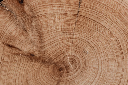 Uneven natural material board. Growth ring pattern. Tree knot closeup.