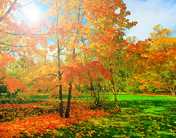 istock beautiful autumn park 183982261