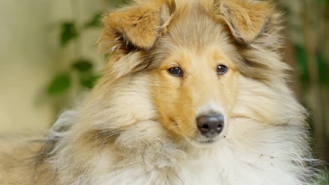 Majestic rough collie dog looking around, portrait view
