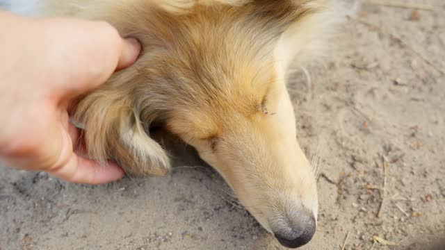 Rough collie dog sleeping on sandy ground and being pet by master