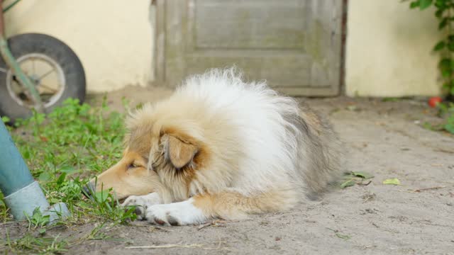Rough collie dog sleeps on ground outdoors in countryside, front view