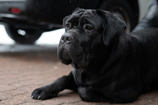 large black purebred dog