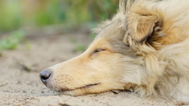 Rough collie sleeping on ground outdoors, close up view