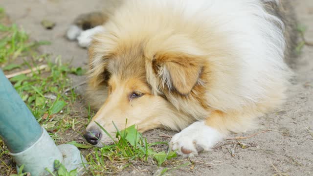 Bored rough collie dog laying on ground, close up