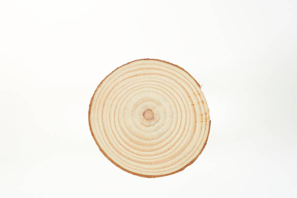 istock Wood slice with Annual Ring Pattern on a white background, circle, round. 1839830262