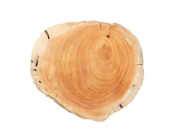 istock Wood plank to use as background and texture. 1839830265