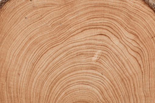 top view closeup of brown slice of freshly cut wood with dense concentric growth rings and bark on edges isolated on white background