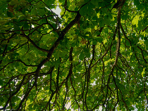 Sunlight filters through the lush greenery of the chestnut tree, the curved branches and green leaves of the chestnut tree create an impressive natural texture, a beautiful natural abstract scene