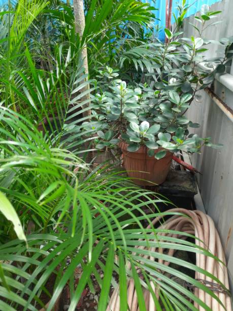 istock several ornamental plants in the garden 1839891703