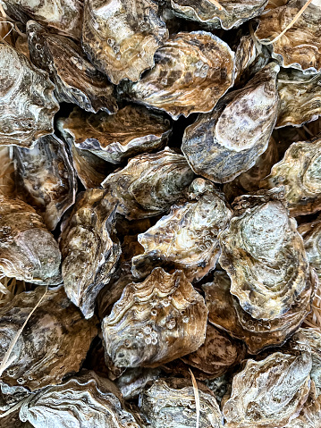 closeup of oyster shells for dinner. Full frame, background, texture, oysters