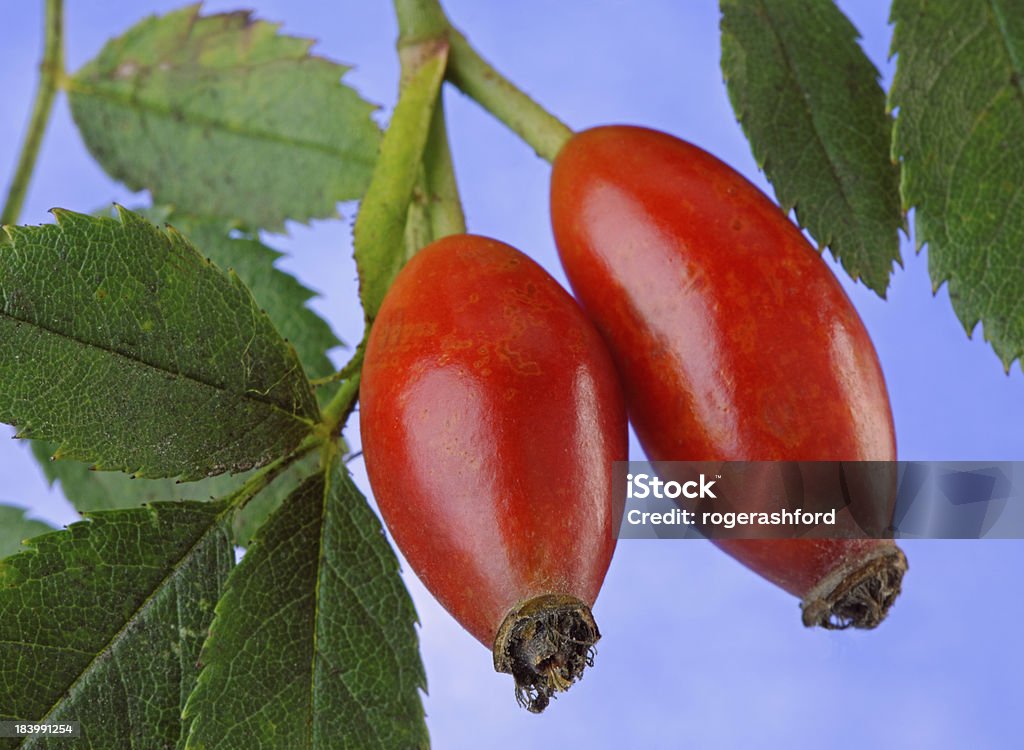 Rose la cadera - Foto de stock de Aire libre libre de derechos