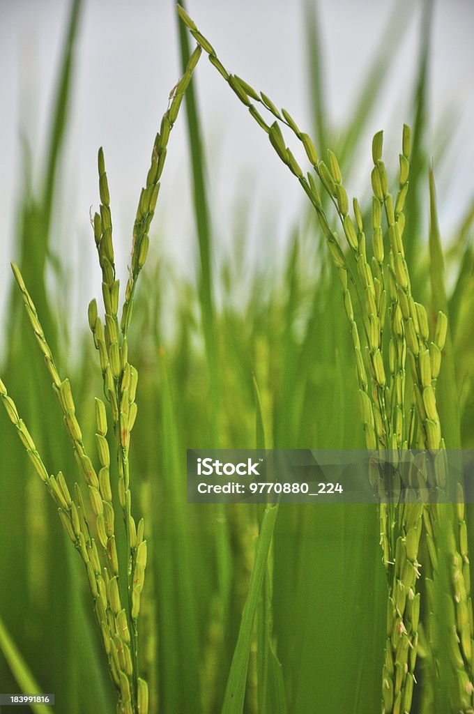 Plano aproximado de arroz paddy verde - Royalty-free Agricultura Foto de stock