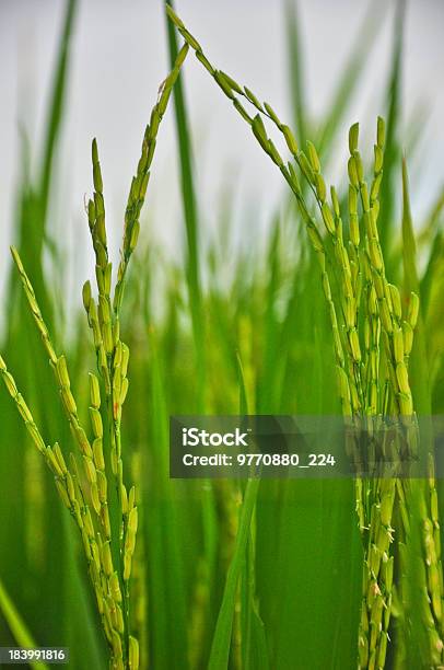 Plano Aproximado De Arroz Paddy Verde - Fotografias de stock e mais imagens de Agricultura - Agricultura, Ajardinado, Amarelo