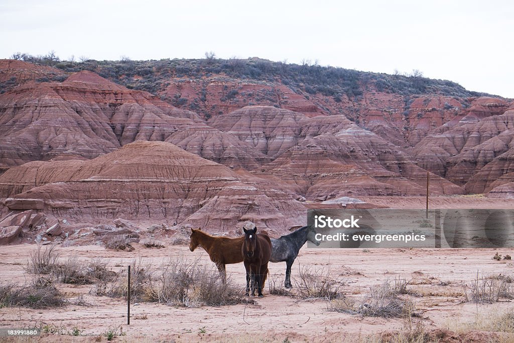 Los caballos - Foto de stock de Aire libre libre de derechos