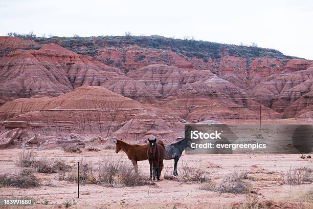 Los Caballos Foto de stock y más banco de imágenes de Aire libre - Aire libre, Arena, Arizona