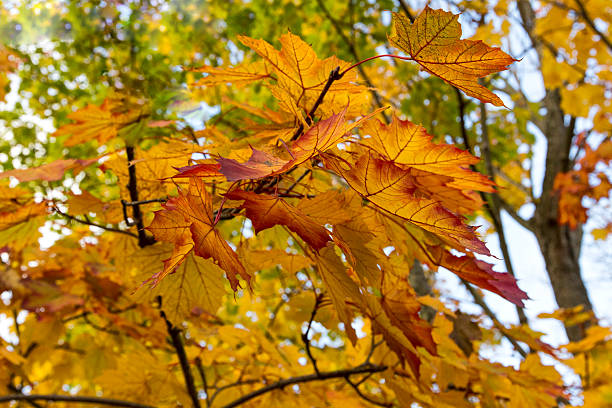 istock Ataturk Arboretum 183992510