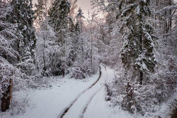 istock The road through snowy forest at winter, Poland. 1839925300