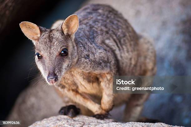 Kangurowatych Na Magnetic Island - zdjęcia stockowe i więcej obrazów Magnetic Island - Magnetic Island, Australia, Bez ludzi