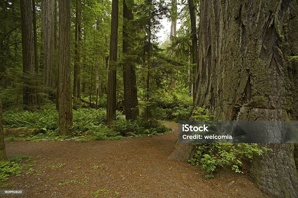 Califórnia Floresta de sequoias - Royalty-free Animal Foto de stock