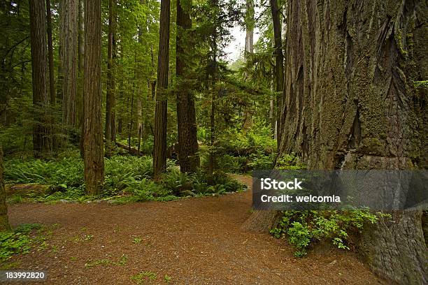 Califórnia Floresta De Sequoias - Fotografias de stock e mais imagens de Animal - Animal, Ao Ar Livre, Califórnia