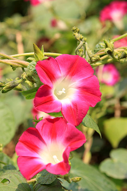 istock petunia hybrida flowers 183992931