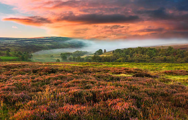 amanecer en la niebla north york moors, en yorkshire, reino unido. - yorkshire fotografías e imágenes de stock