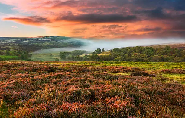 Dawn mist over the North York Moors national park shot in autumn (fall) when the heather is in full bloom near the village of Goathland, north Yorkshire, UK.