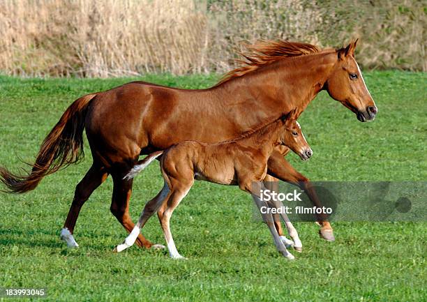 Horse And Foal Stock Photo - Download Image Now - Activity, Animal, Animal Family