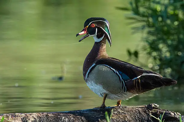 A male woodduck stands on a log at the edge of a pothole