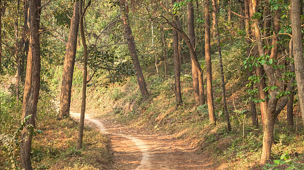 istock Road, went into the forest with big trees 183993236