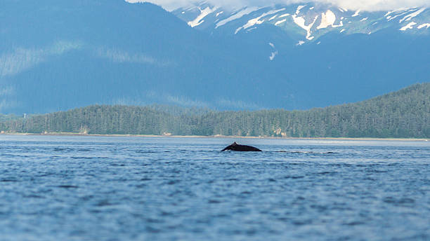 istock Whale Spotted Swimming In The Inside Passage 183993284