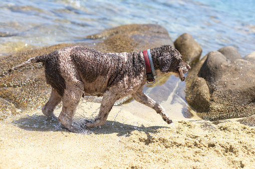 lagotto romagnolo dog fetching an a seaside beach