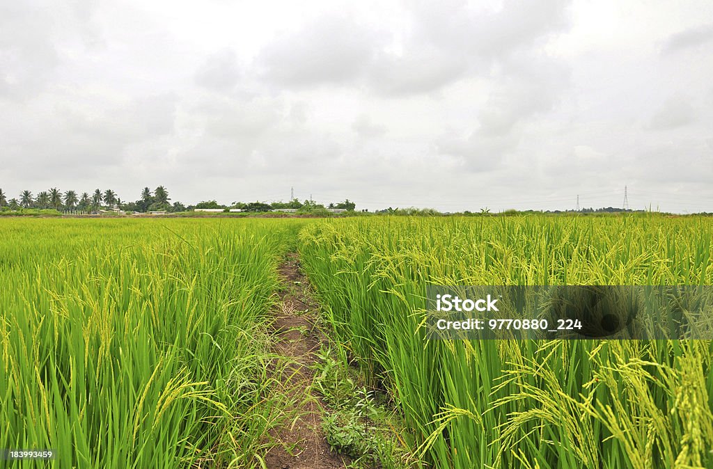 Ścieżka na pola ryżu - Zbiór zdjęć royalty-free (Azja)