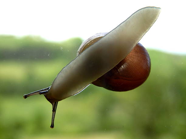 caracol en una ventana - remote shell snail isolated fotografías e imágenes de stock