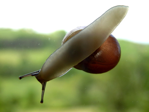 Snail slithering across a window, countryside in the background