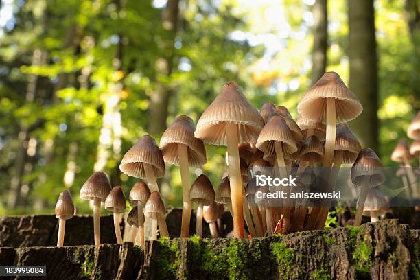 Grzyby Na Pniak - zdjęcia stockowe i więcej obrazów Bez ludzi - Bez ludzi, Bliskie zbliżenie, Fotografika