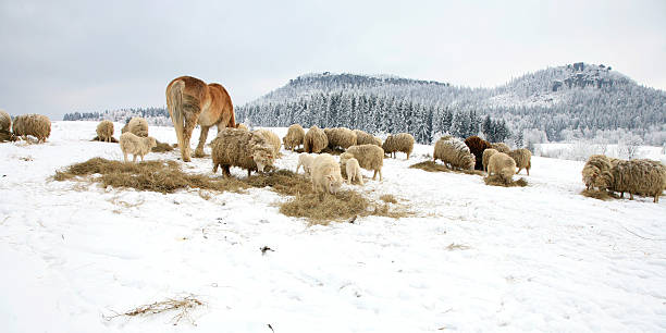 invierno en la granja - flock of sheep newborn animal sheep winter fotografías e imágenes de stock