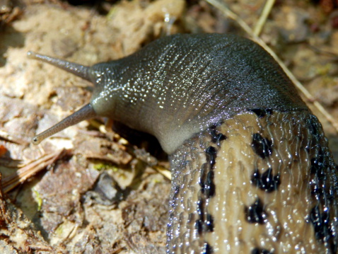 Close up of the head of the Ashy-Grey Slug (Limax cinereoniger),