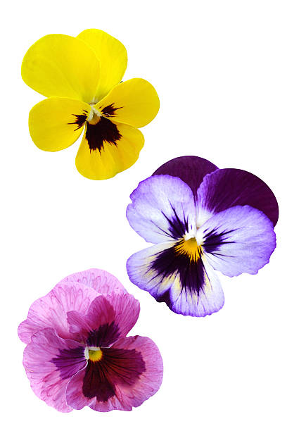 istock pansies Violets flowers 183995468