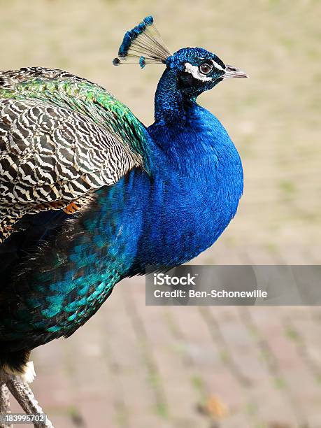 Hombre Caminatas En Piedras De Peacock Foto de stock y más banco de imágenes de Andar - Andar, Animal, Animal macho