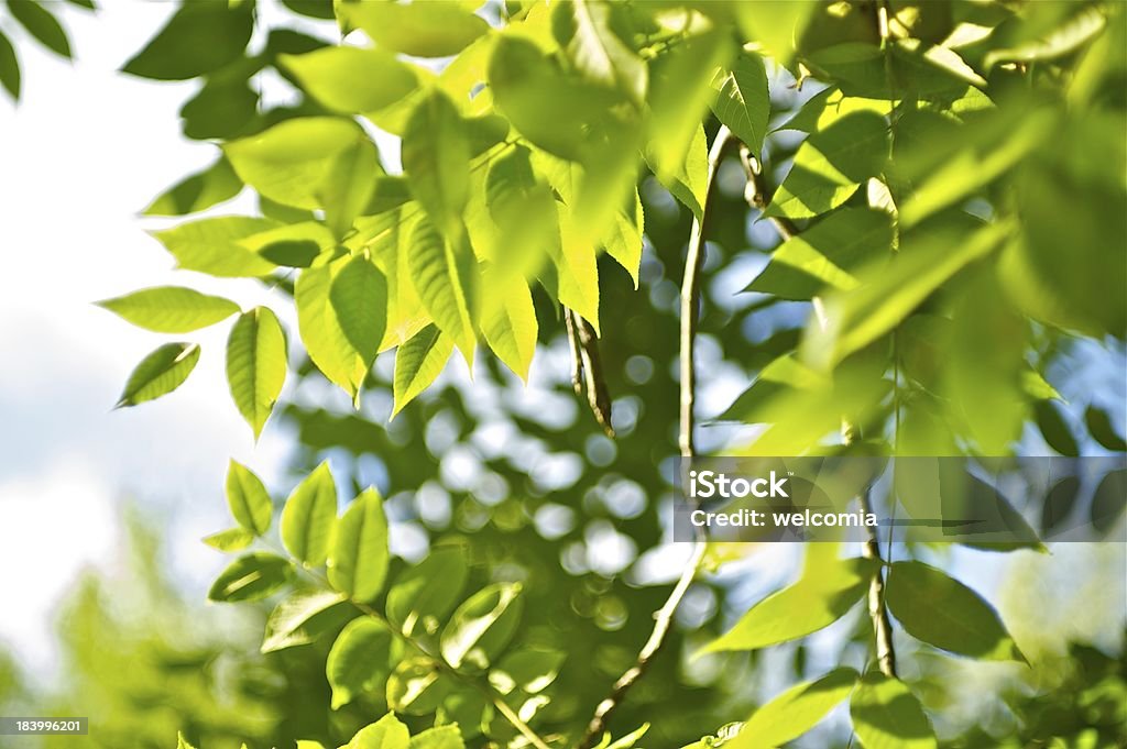 녹색 여름 - 로열티 프리 0명 스톡 사진