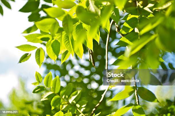 녹색 여름 0명에 대한 스톡 사진 및 기타 이미지 - 0명, 광합성, 나무