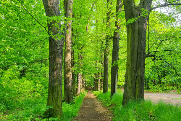 Beautiful scenic walking path in a green park