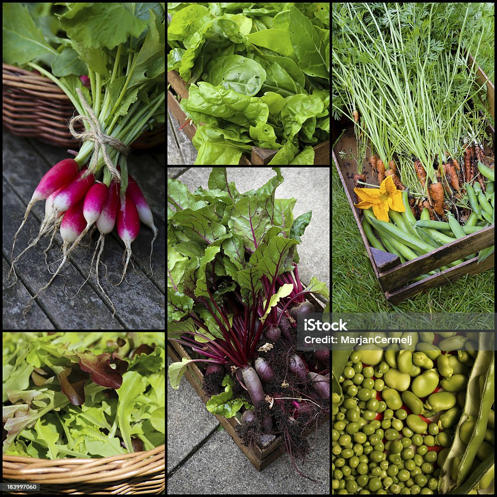 Set Collage di verdure biologiche - Foto stock royalty-free di Agricoltura