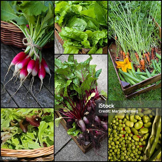 Set Collage Di Verdure Biologiche - Fotografie stock e altre immagini di Agricoltura - Agricoltura, Alimentazione sana, Barbabietola rossa