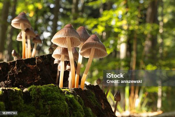 Hongos En Un Tocón De Árbol Foto de stock y más banco de imágenes de Color vibrante - Color vibrante, Crecimiento, Detalle de primer plano