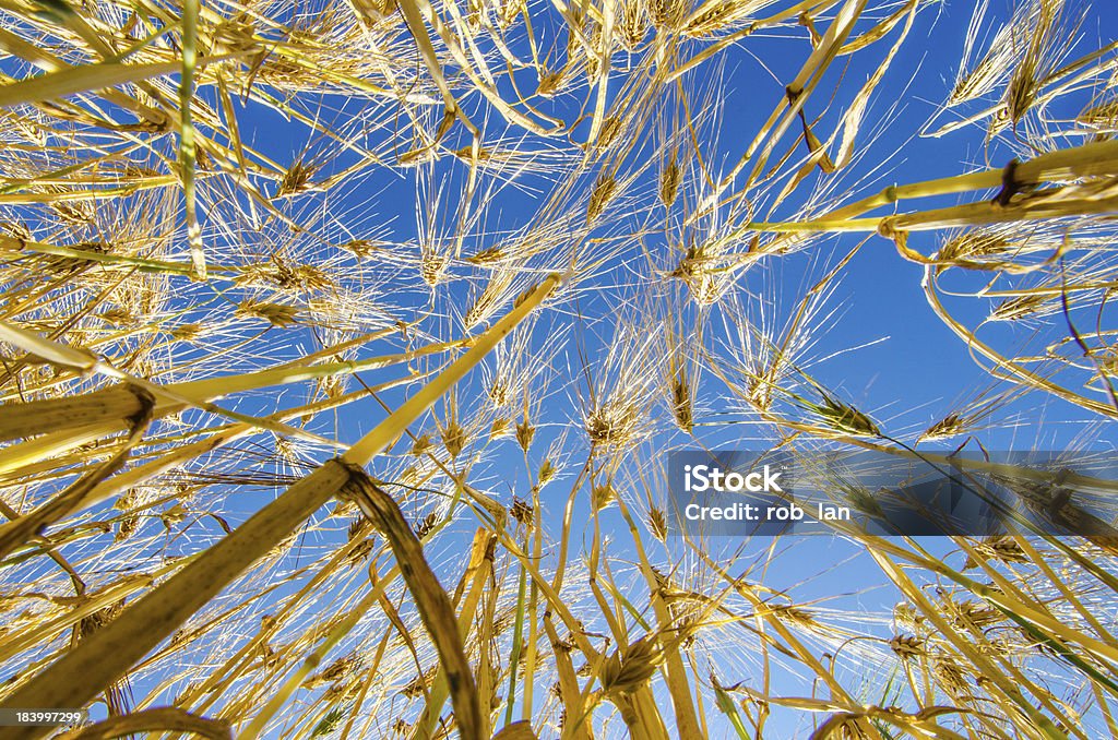 Campo de Cevada e - Royalty-free Agricultura Foto de stock