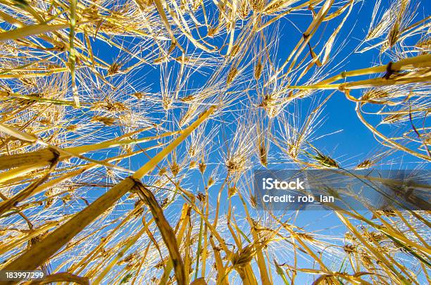 Campo De Cevada E - Fotografias de stock e mais imagens de Agricultura - Agricultura, Ajardinado, Amarelo