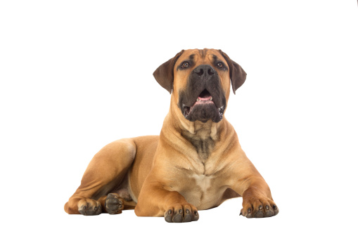 Rare breed South African boerboel puppy posing in studio. Isolated on white