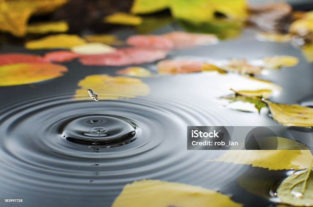 Rainy day Rain splashing into a pond in the fall Autumn Stock Photo